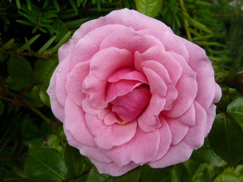 Rosa Pretty Polly ('Meitonje')-537