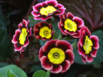 Primula auricula