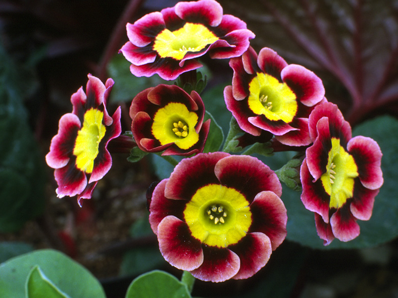 Primula auricula Ashwood Alpine Strain Pink Shades-0