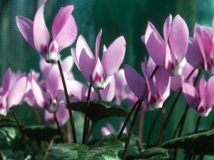 Cyclamen pseudibericum-0