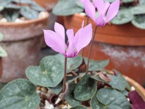 Cyclamen purpurascens-0