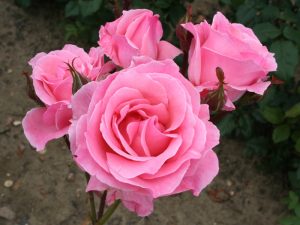 Rosa floribunda 'Queen Elizabeth'-0