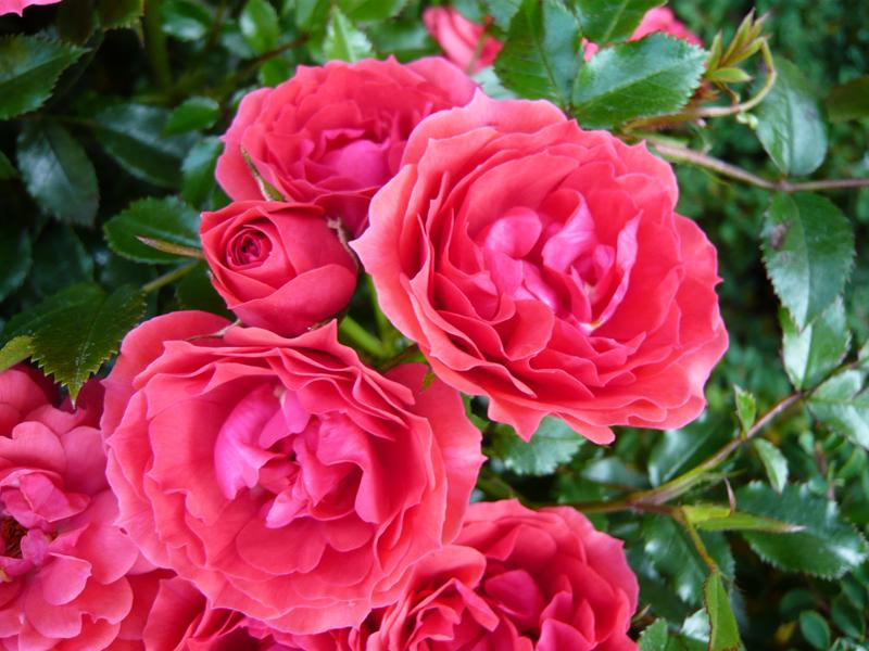 Rosa Raspberry Royale ('Peaclo')-538