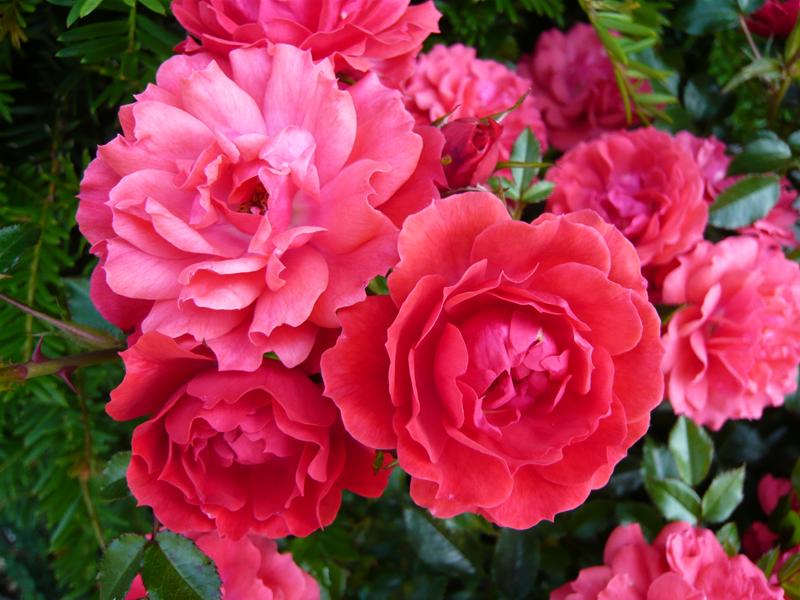 Rosa Raspberry Royale ('Peaclo')-539