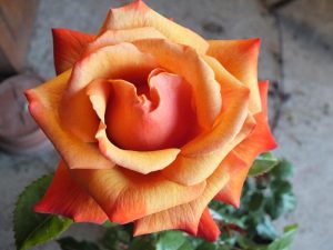 Rosa Hybrid Tea Remember Me 'Cokdestin'-0
