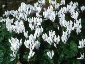 Cyclamen repandum f. album-0