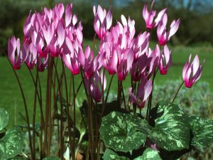 Cyclamen rhodium subsp. peloponnesiacum-0