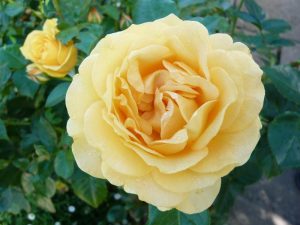 Rosa floribunda Absolutely Fabulous ('Wekvossutono')-0