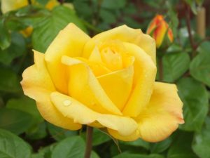 Rosa floribunda Climbing 'Arthur Bell' (syn Golden Bouquet)-0