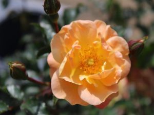 Rosa Flower Carpet Amber ('Noa97400A')-0