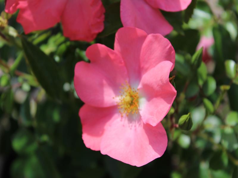 Rosa Flower Carpet Coral ('Norlesa')-10291