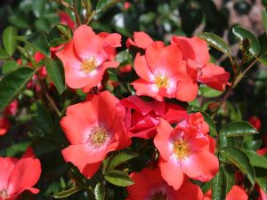 Rosa Flower Carpet Coral ('Norlesa')-0