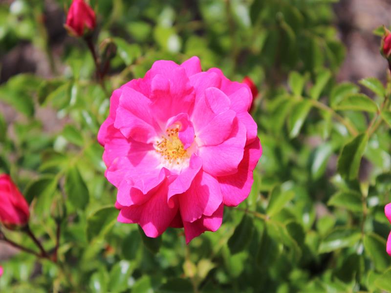 Rosa Flower Carpet Pink ('Noatraum')-10294