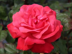 Rosa Galway Bay ('Macba')-0