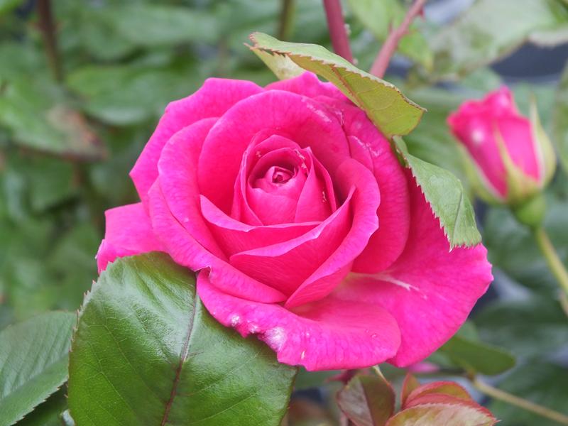 Rosa 'Gloriana'-0