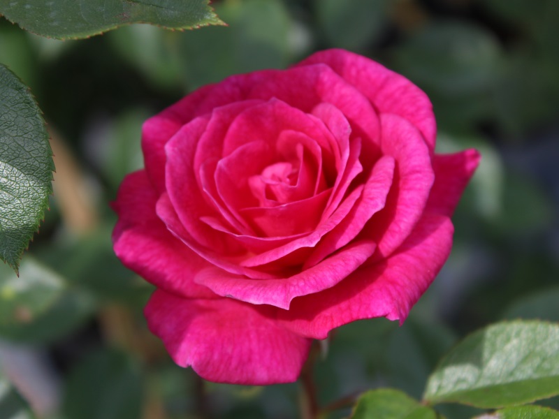 Rosa 'Gloriana'-9405