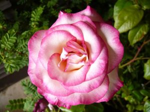 Rosa 'Handel'-0