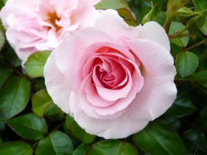 Rosa floribunda Happy Retirement 'Tantoras'-0