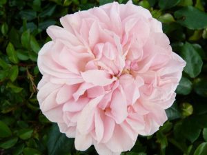 Rosa floribunda Joie de Vivre 'Korfloci 01'-0