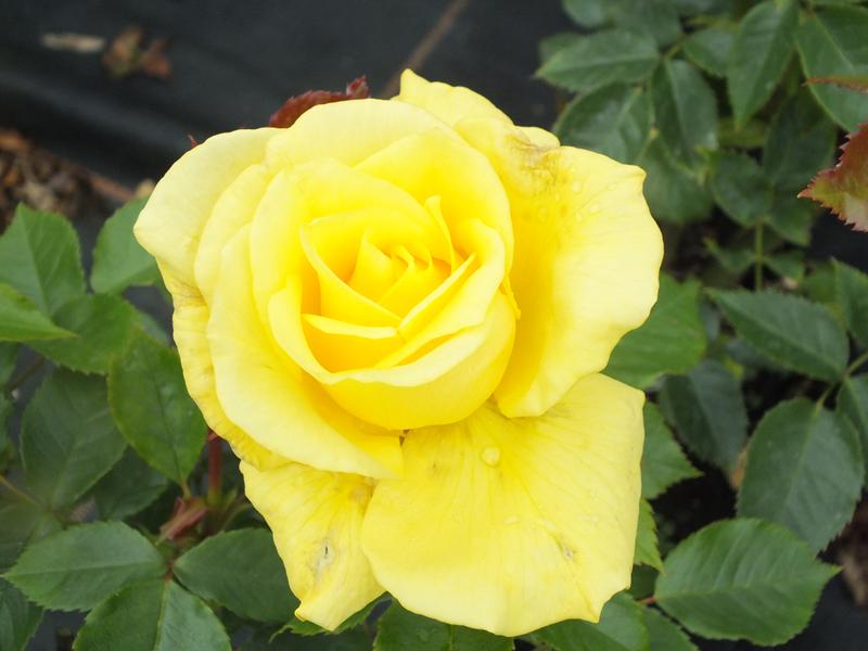 Rosa floribunda Korresia 'Friesia'-0