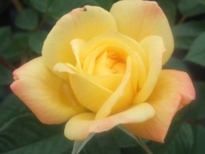 Rosa 'Laura Ford'-0