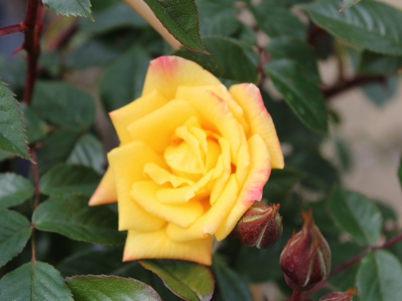 Rosa 'Laura Ford'-0