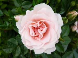 Rosa Lovely Bride ('Meiratcan')-0