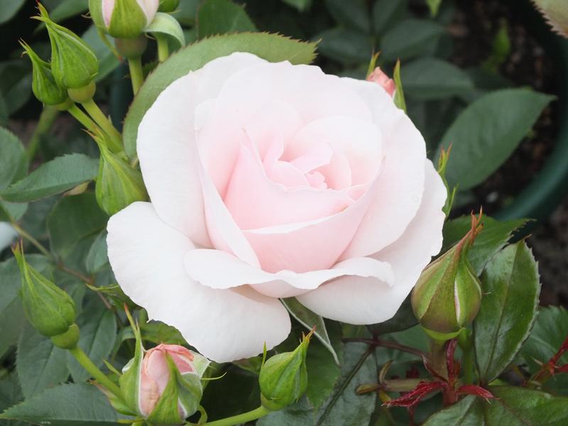 Rosa floribunda Many Happy Returns 'Harwanted'-4934