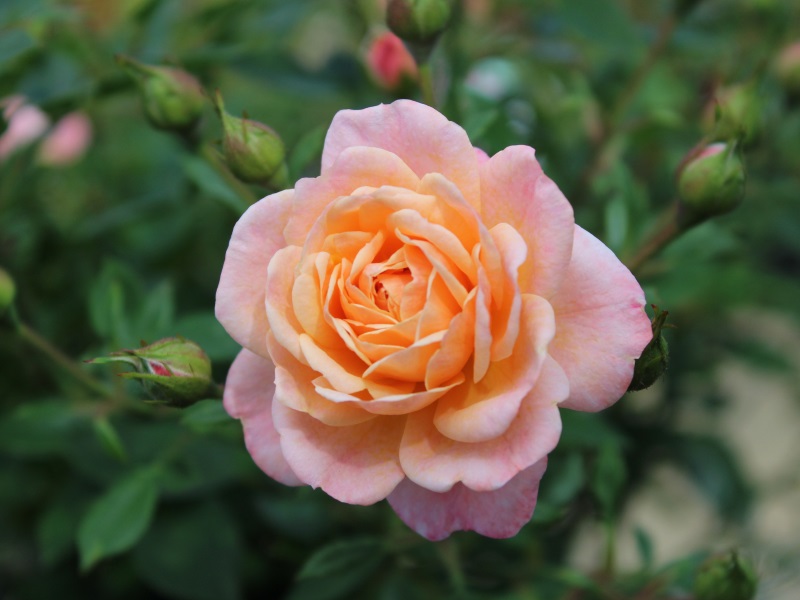 Rosa Peachy ('Macreta')-0