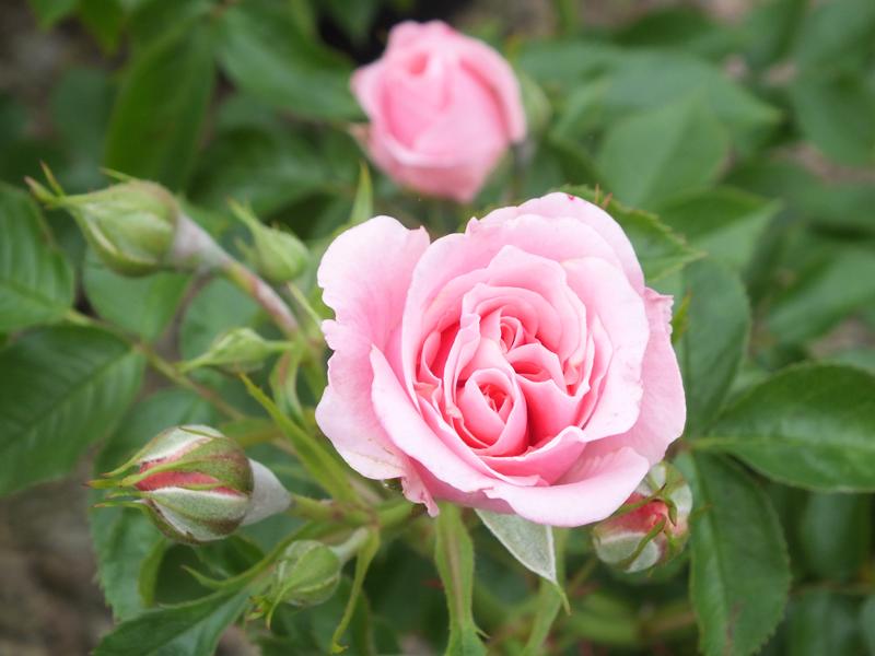 Rosa Pretty Polly ('Meitonje')-0