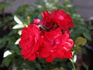 Rosa Raspberry Royale ('Peaclo')-0