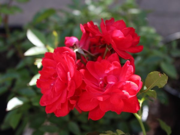 Rosa Raspberry Royale ('Peaclo')-0