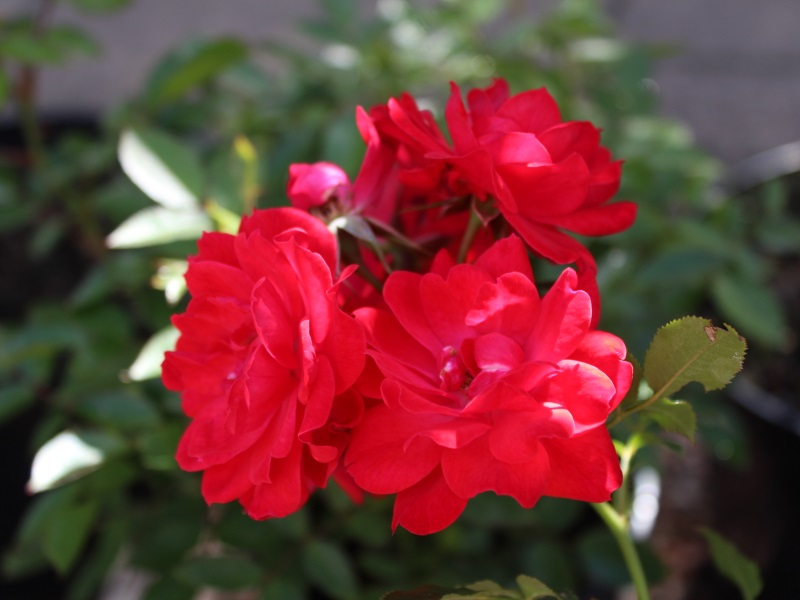 Rosa Raspberry Royale ('Peaclo')-0