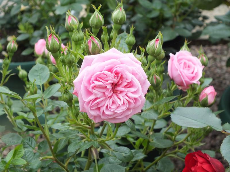 Rosa Silver Wishes ('Poultipe')-4929