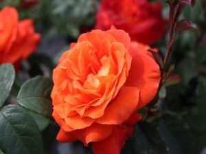 Rosa floribunda Super Trouper 'Fryleyeca'-0