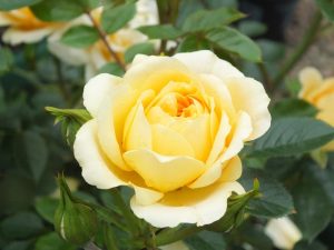 Rosa Sweet Memories ('Whamemo')-0