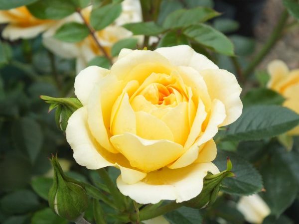 Rosa Sweet Memories ('Whamemo')-0
