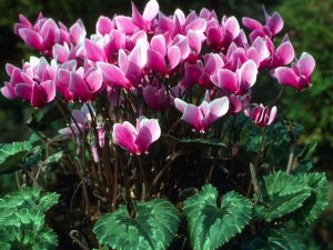 Cyclamen hederifolium Ruby Strain-0