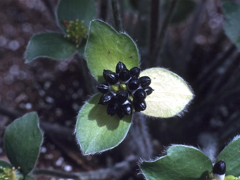 Hepatica maxima-26240