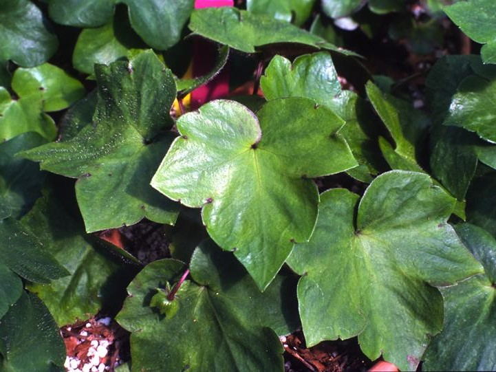 Hepatica yamatutai-26239