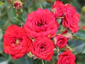 Rosa Scarlet Patio 'Kortingle' (Patio Standard)-0
