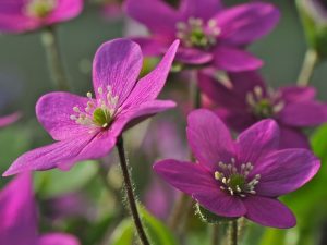 Hepatica x schlyteri Ashwood Pinks-0