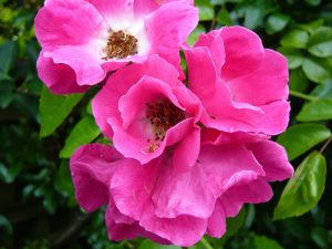 Rosa 'American Pillar'-0