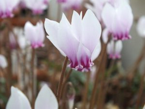 Cyclamen hederifolium 'Silver Arrow'-638