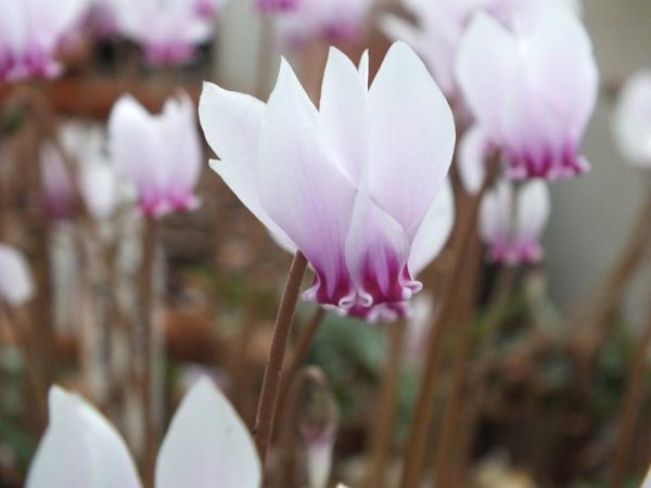 Cyclamen hederifolium 'Silver Arrow'-638