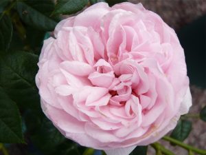 Rosa Silver Wishes ('Poultipe')-0