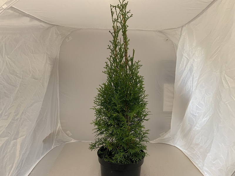 Thuja occidentalis 'Smaragd' (Emerald) -0