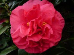 Camellia japonica 'St. Andre'-1187