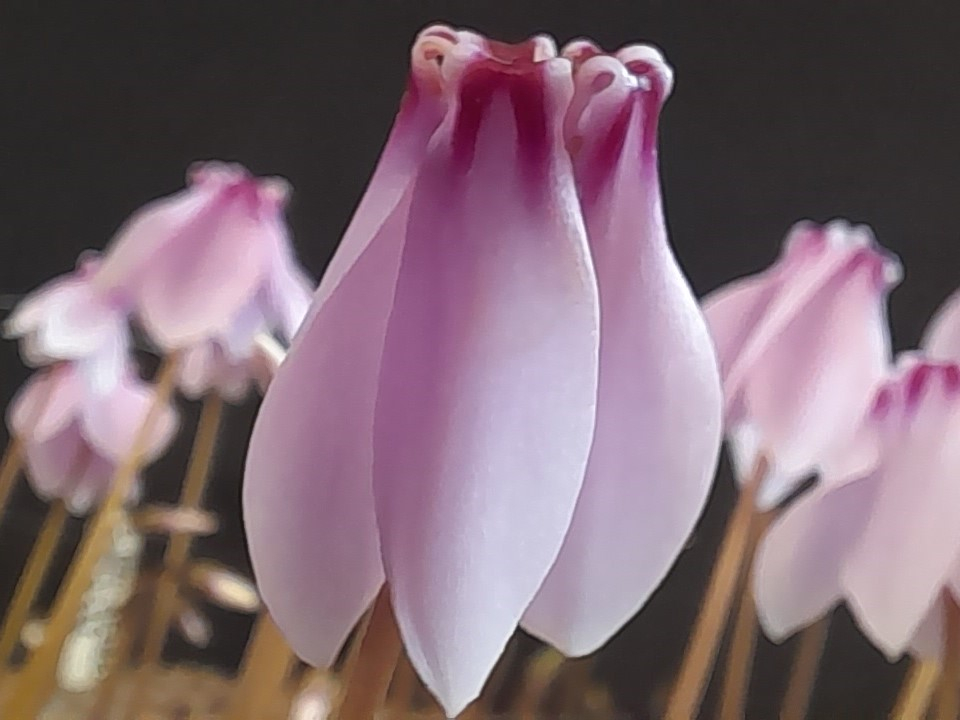 Cyclamen hederifolium 'Stargazer' Pink Form-24754