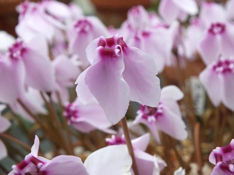 Cyclamen hederifolium 'Stargazer'-0